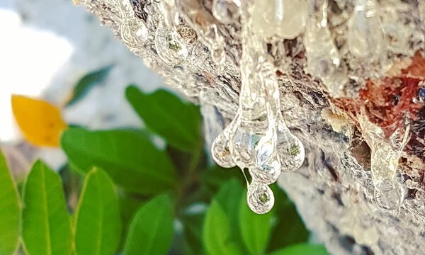 Το ελληνικό τρόφιμο με τις μοναδικές ιδιότητες που προστατεύει την καρδιά, τα αγγεία και ρίχνει τη χοληστερόλη